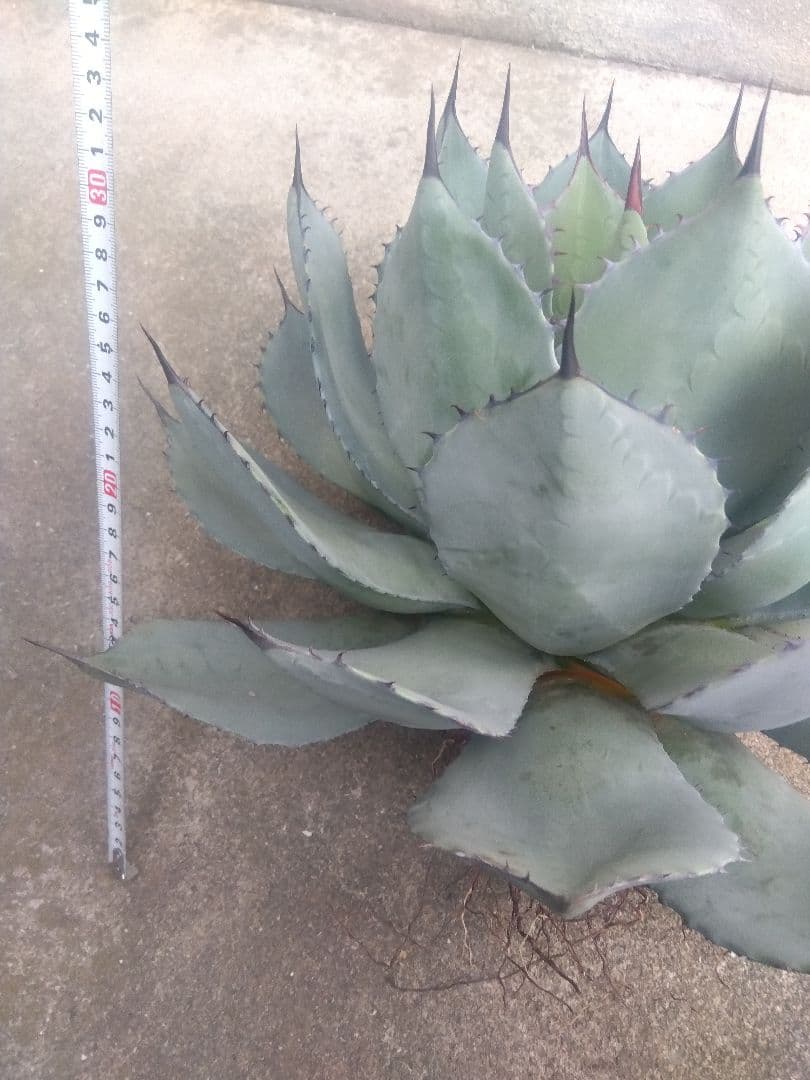 アガベ　姫吉祥天　特大43センチ❗