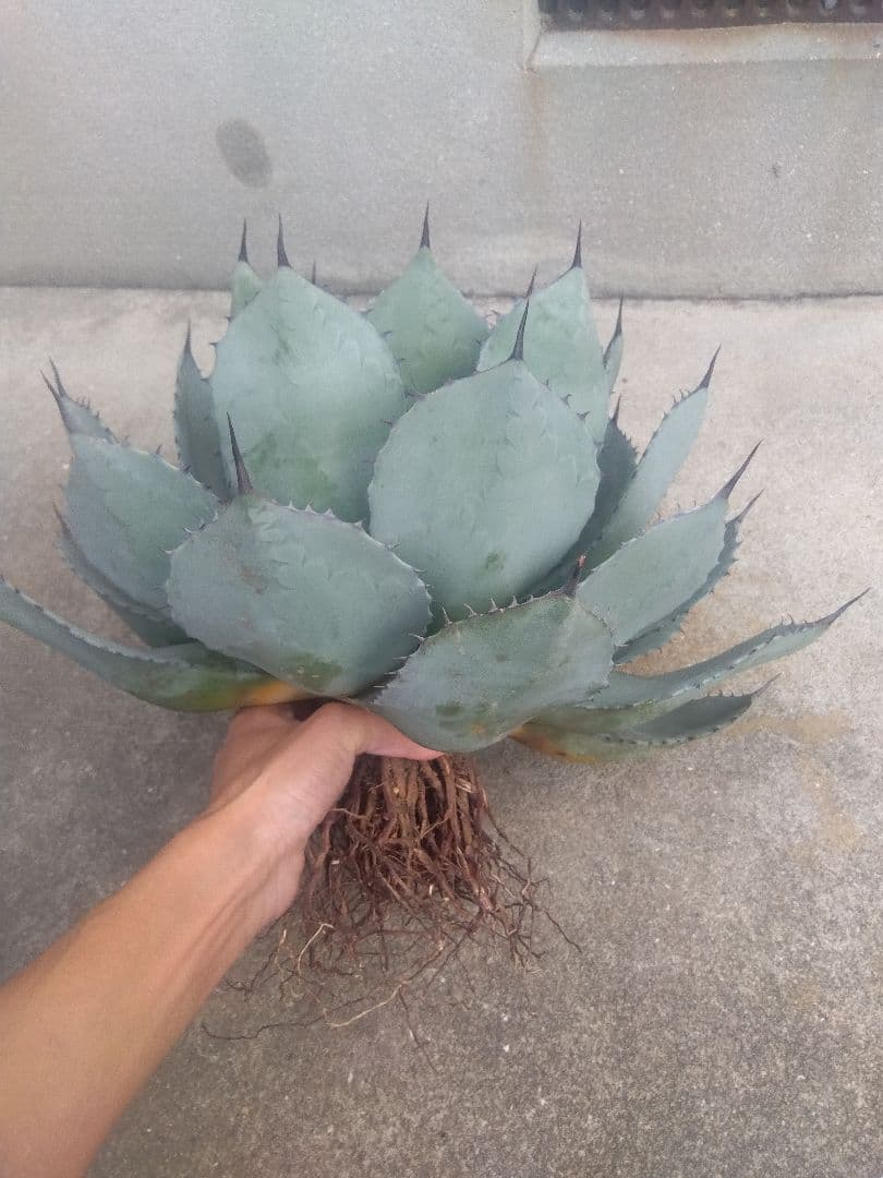 アガベ　姫吉祥天　特大43センチ❗