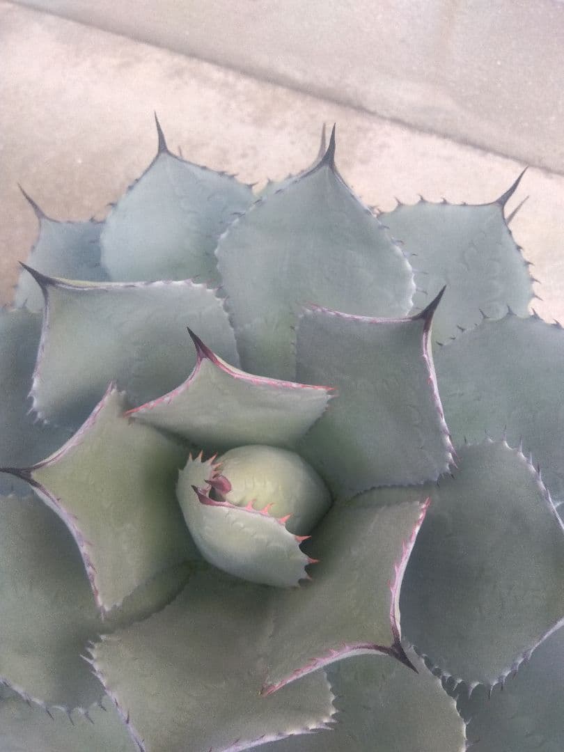 アガベ　姫吉祥天　特大43センチ❗