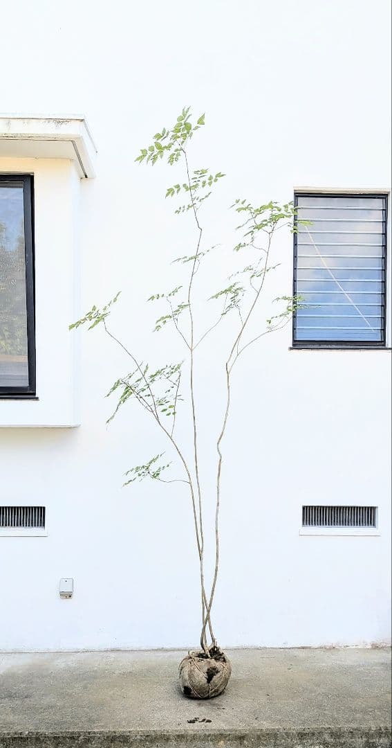 3m弱。山採りアオダモ。