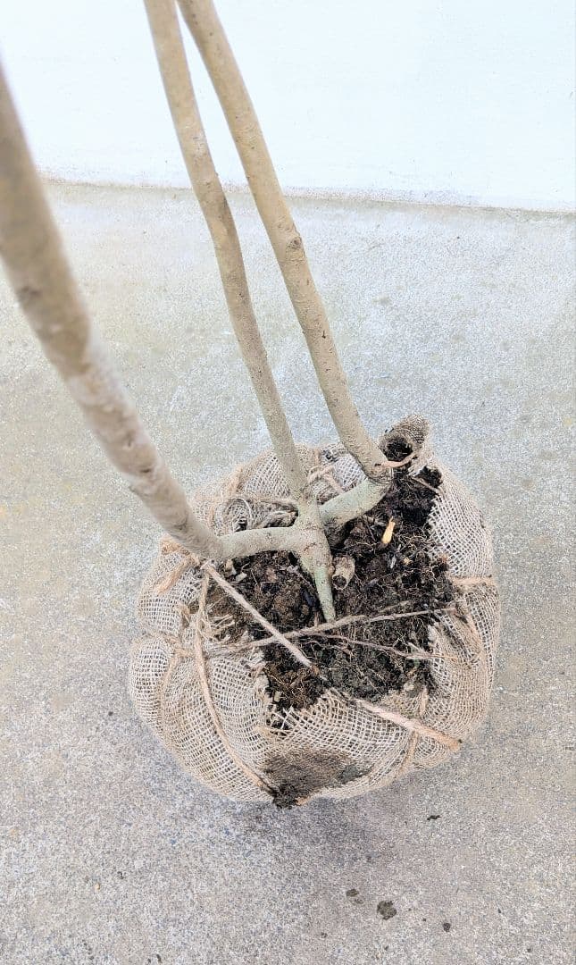 3m弱。山採りアオダモ。