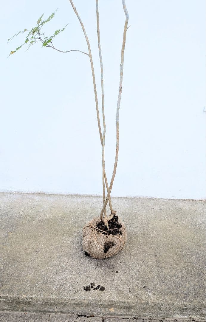 3m弱。山採りアオダモ。