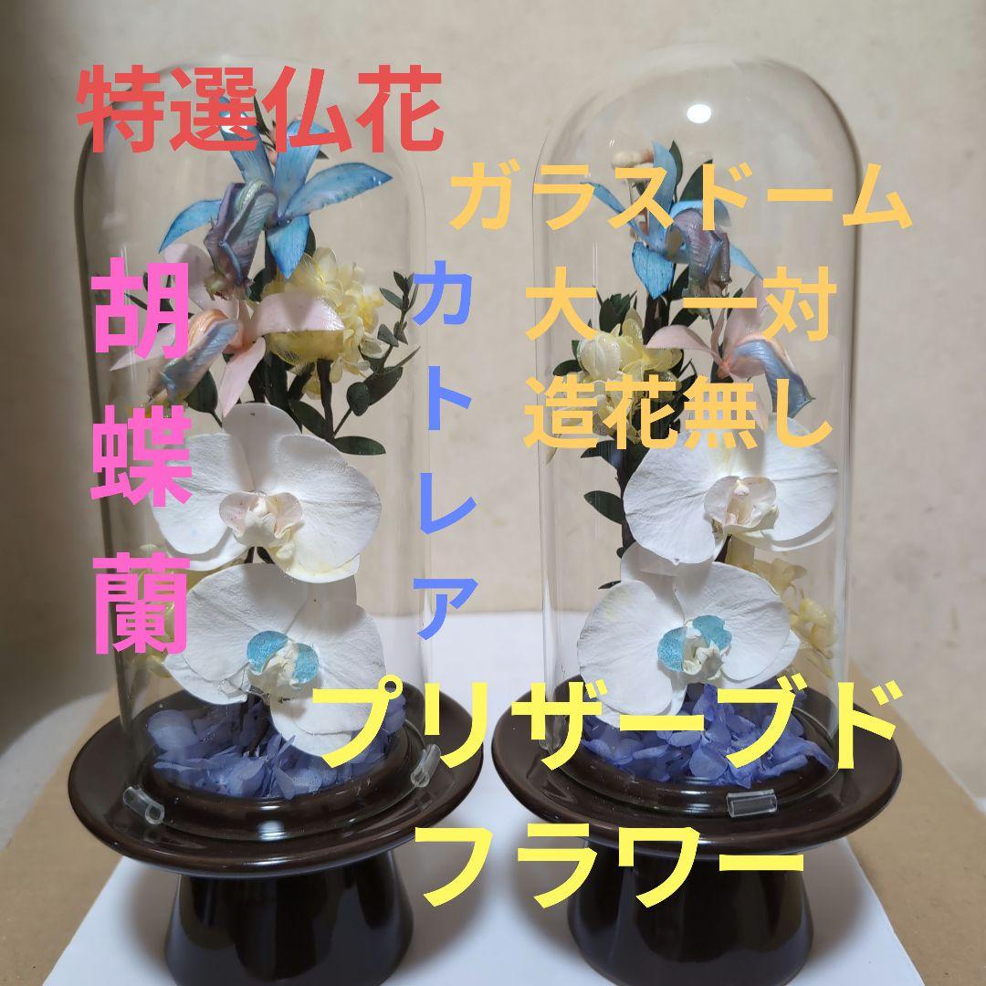特選仏花　 大　一対 ガラスドーム 胡蝶蘭　カトレア プリザーブドフラワー