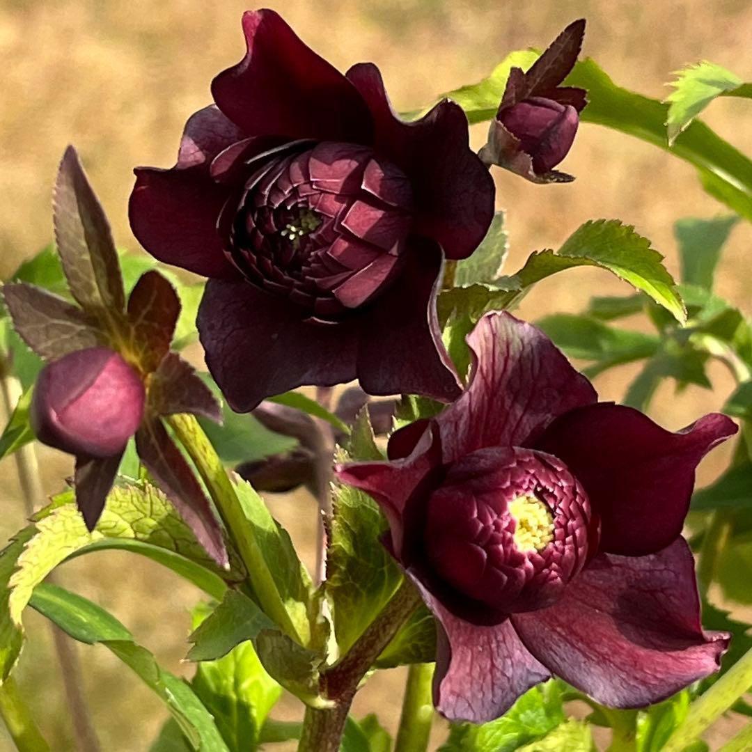 の*ん様 ☘️蕾付き☘️3394⭐️小輪⭐️スレートレッドクレオパトラ⭐️コンパ