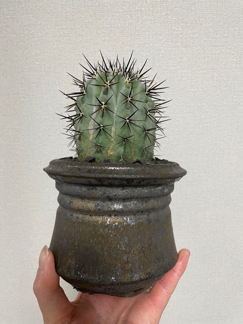 特大サイズ 自根 コピアポア シネレア 黒王丸 姫野翔太 蜂付き