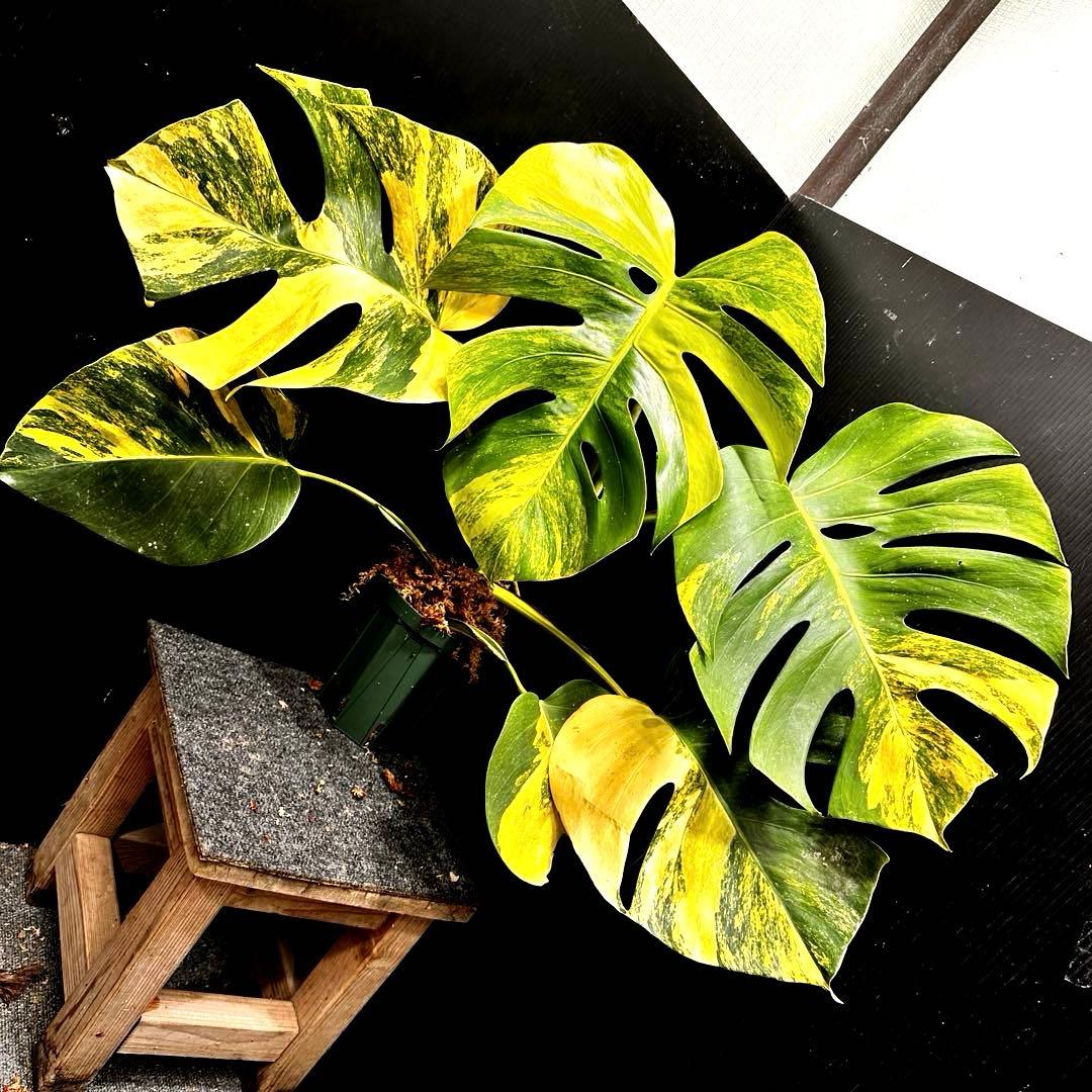T*o様 斑入りモンステラボルシギアナオーレア黄斑67㎝/検索→イエローマリリン