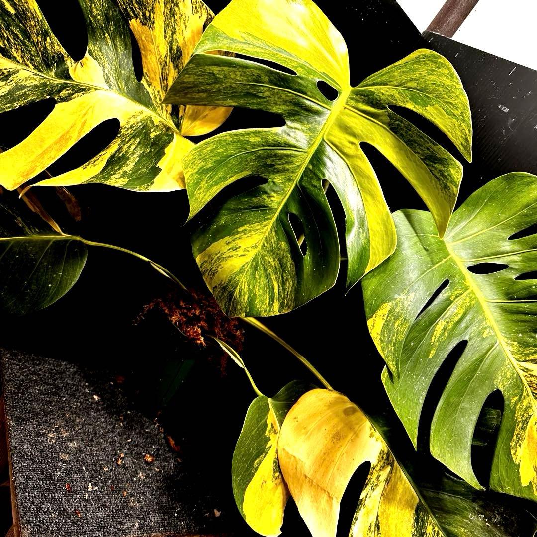 T*o様 斑入りモンステラボルシギアナオーレア黄斑67㎝/検索→イエローマリリン