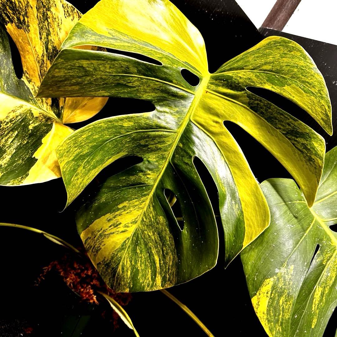 T*o様 斑入りモンステラボルシギアナオーレア黄斑67㎝/検索→イエローマリリン