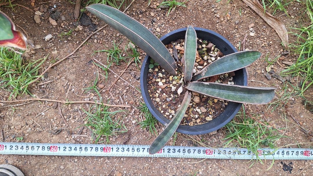 はるざぜんそう、さん確認用