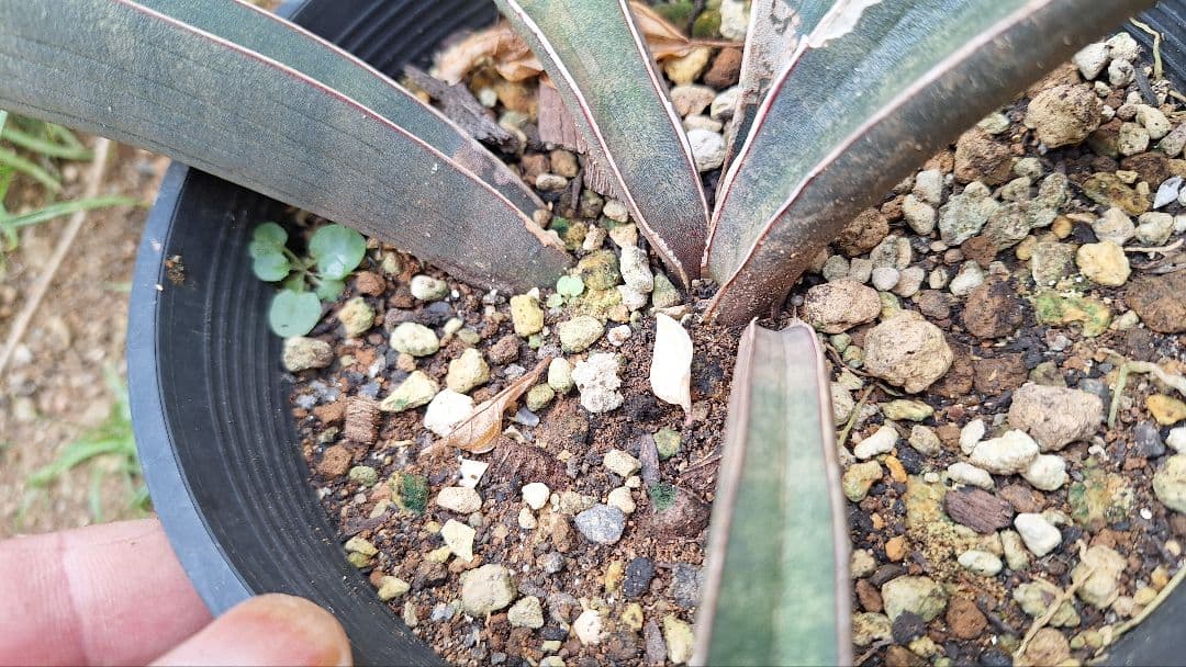 はるざぜんそう、さん確認用