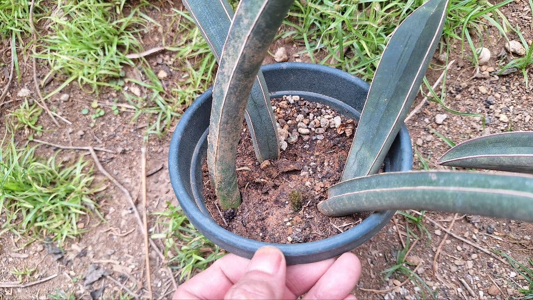 はるざぜんそう、さん確認用