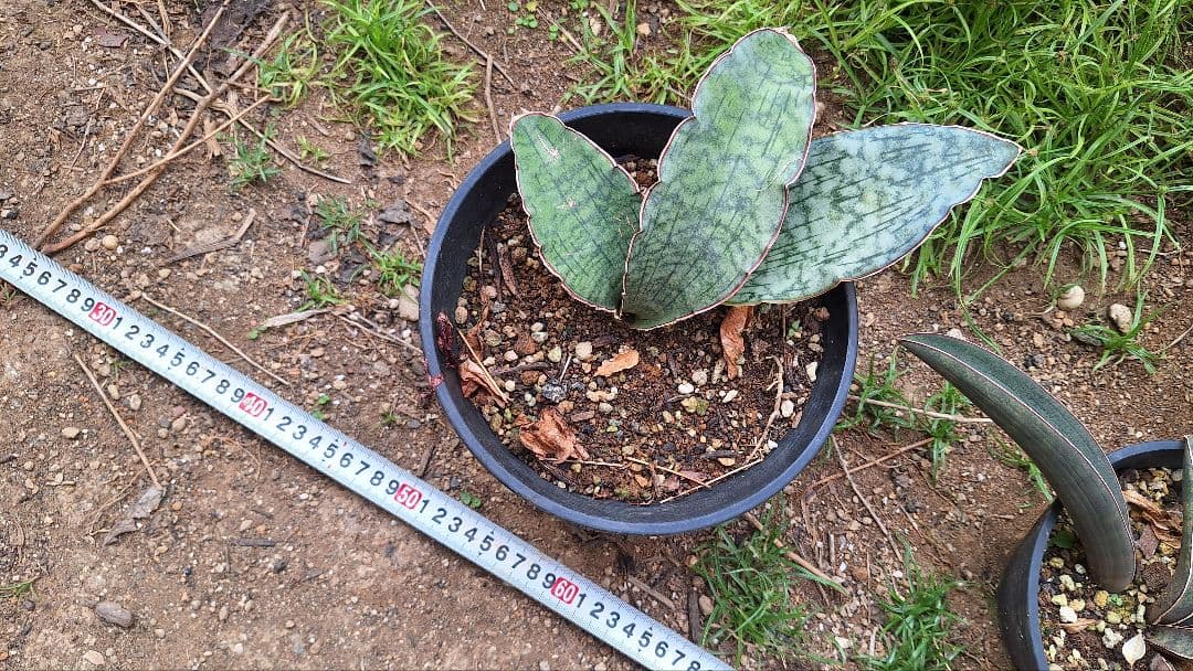 はるざぜんそう、さん確認用