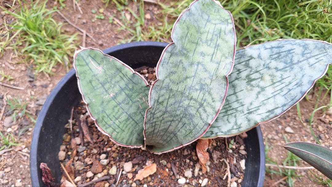 はるざぜんそう、さん確認用