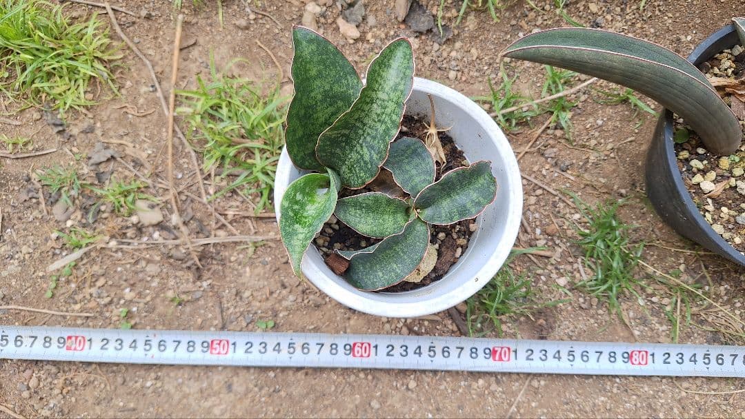 はるざぜんそう、さん確認用