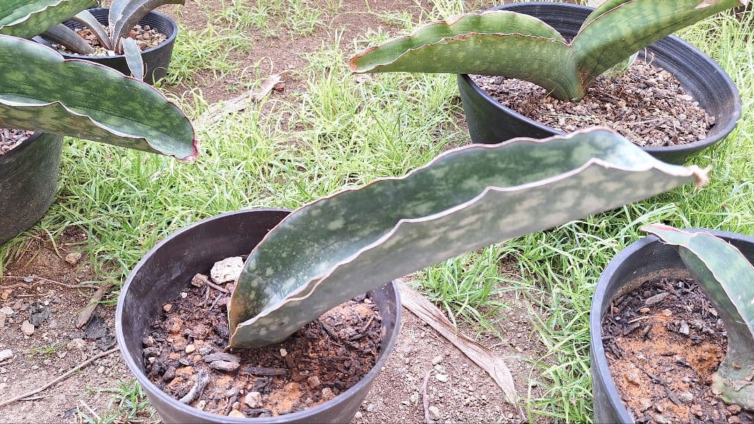 はるざぜんそう、さん確認用