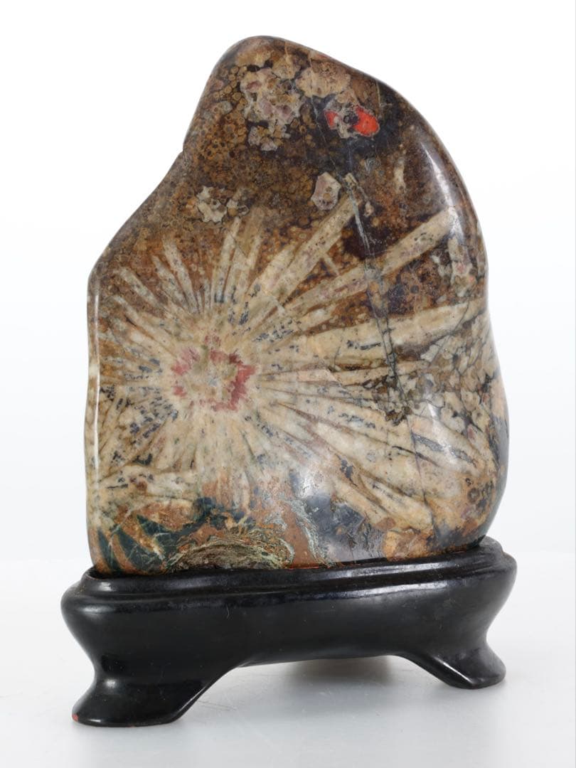 根尾谷 菊花石 サバ菊 八重一輪 紋石 共箱 台座付 872g 鑑賞石 水石