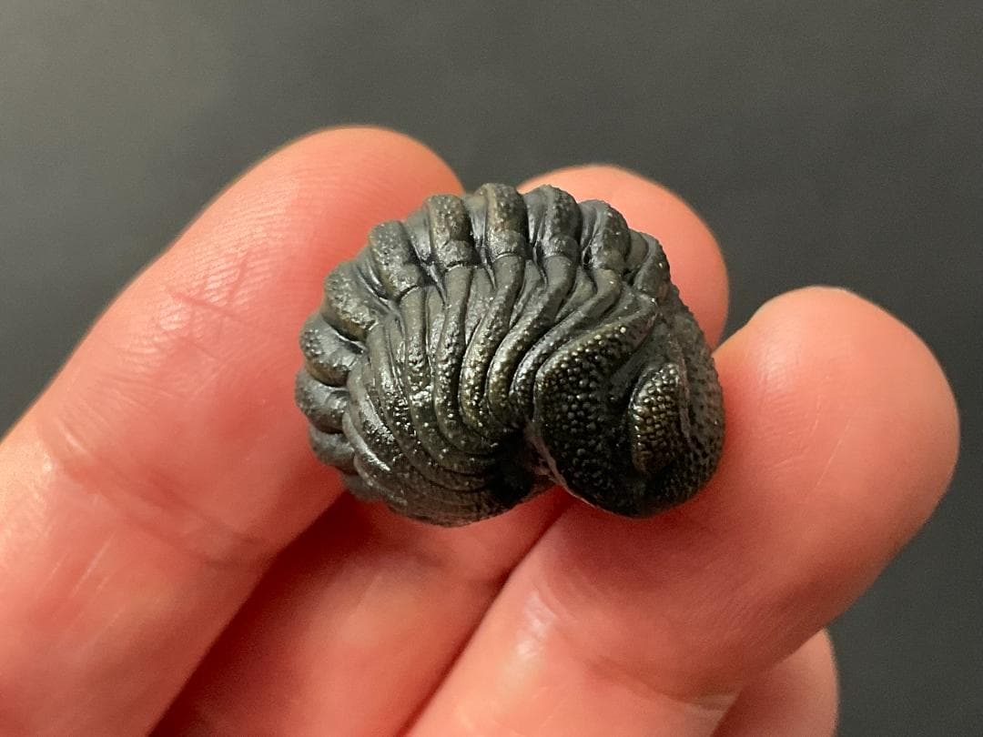 ファコプス 化石 [PH66] 三葉虫