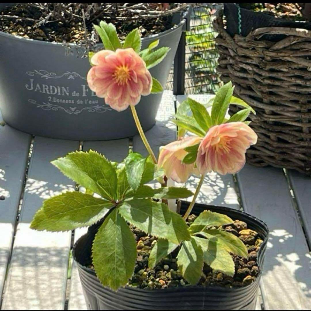 ば*な様 ☘️ラスト2☘️超希少☘️根充実❤️沢山新芽❤️807【イリュージョン