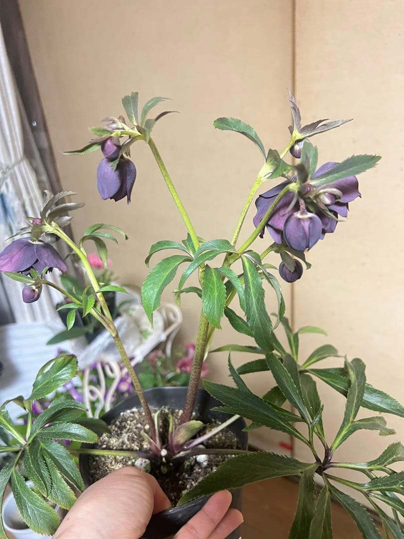 クリスマスローズ 広瀬園芸