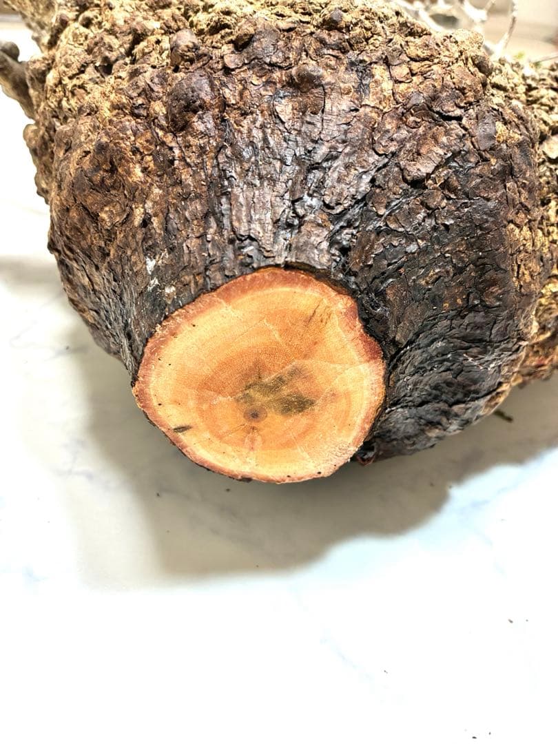 オペルクリカリアパキプス　ベアルート株