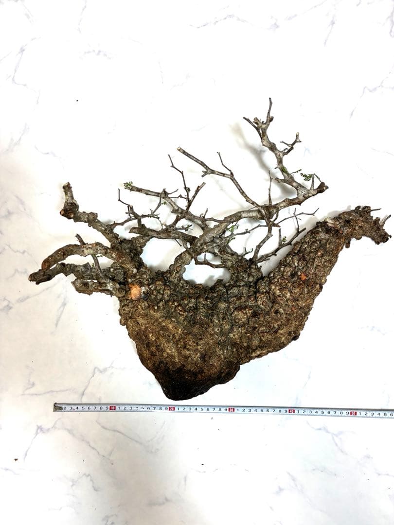 オペルクリカリアパキプス　ベアルート株