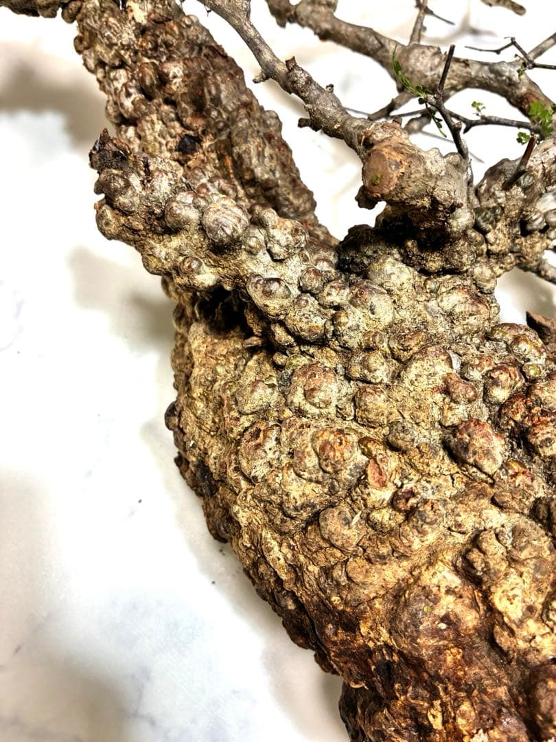 オペルクリカリアパキプス　ベアルート株