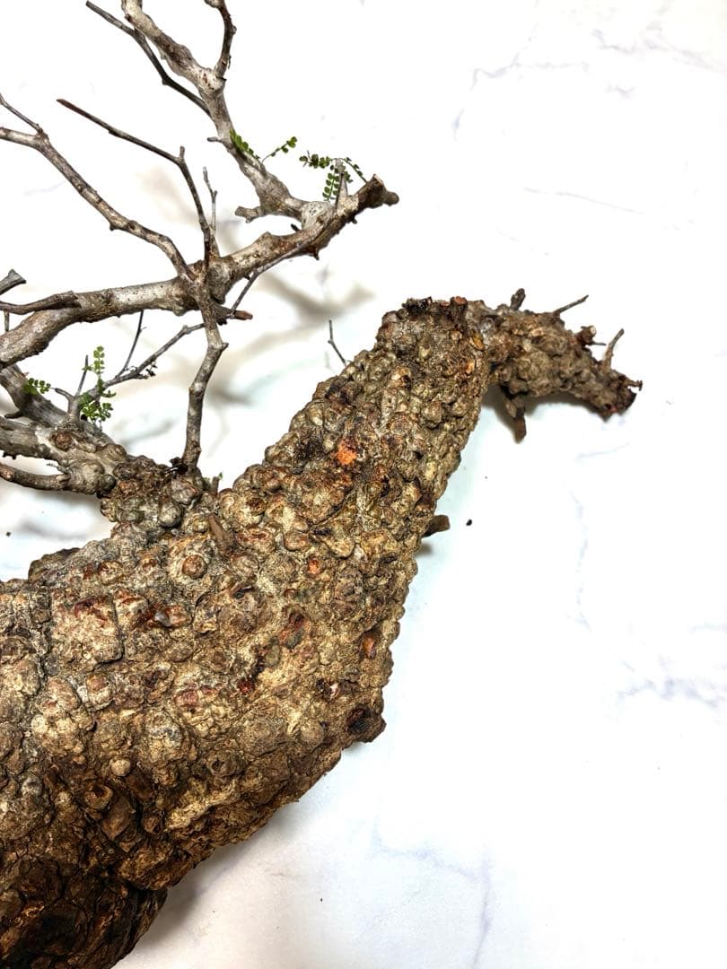 オペルクリカリアパキプス　ベアルート株