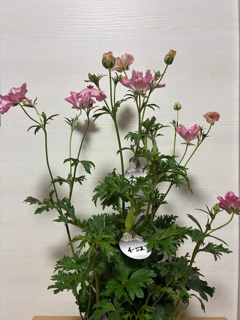 ラナンキュラスラックス　イーシス（希少種）　5号鉢　2苗