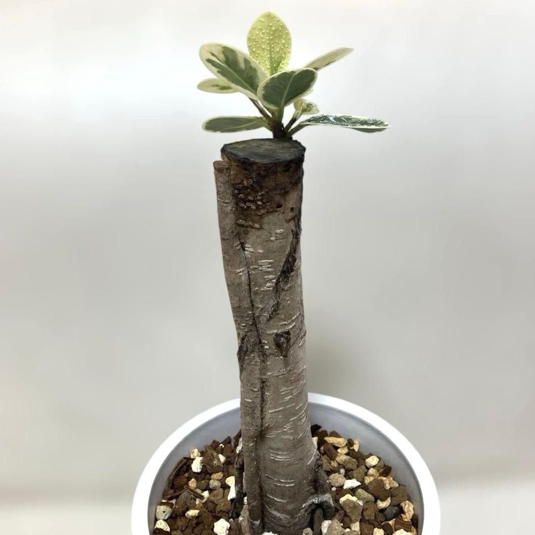 【極美斑・5号サイズ】パンダガジュマル　斑入り