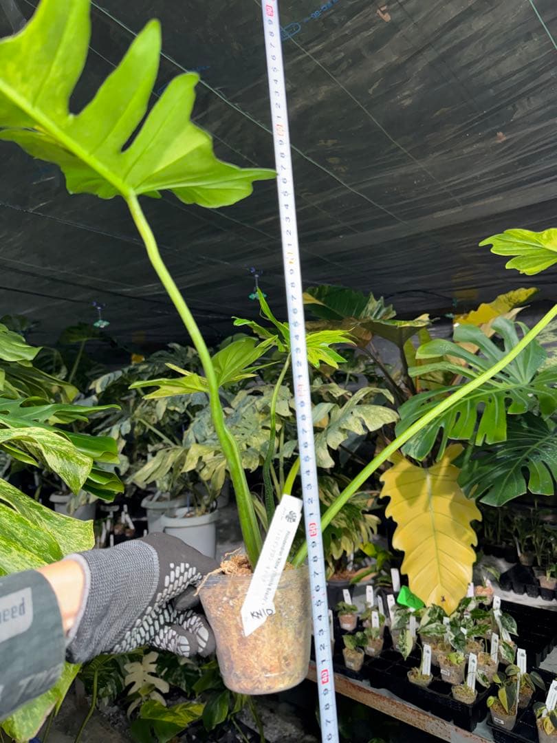 KN10 フィロデンドロン　キティナ　健康カット苗