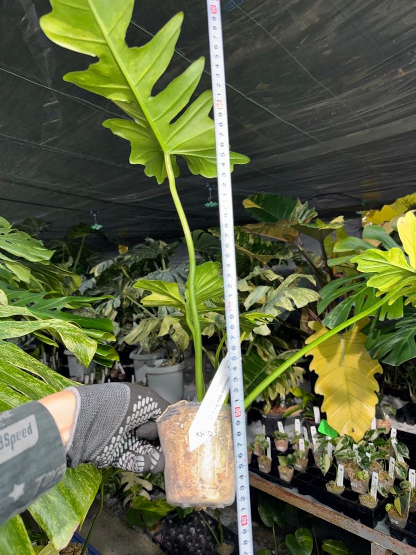KN10 フィロデンドロン　キティナ　健康カット苗
