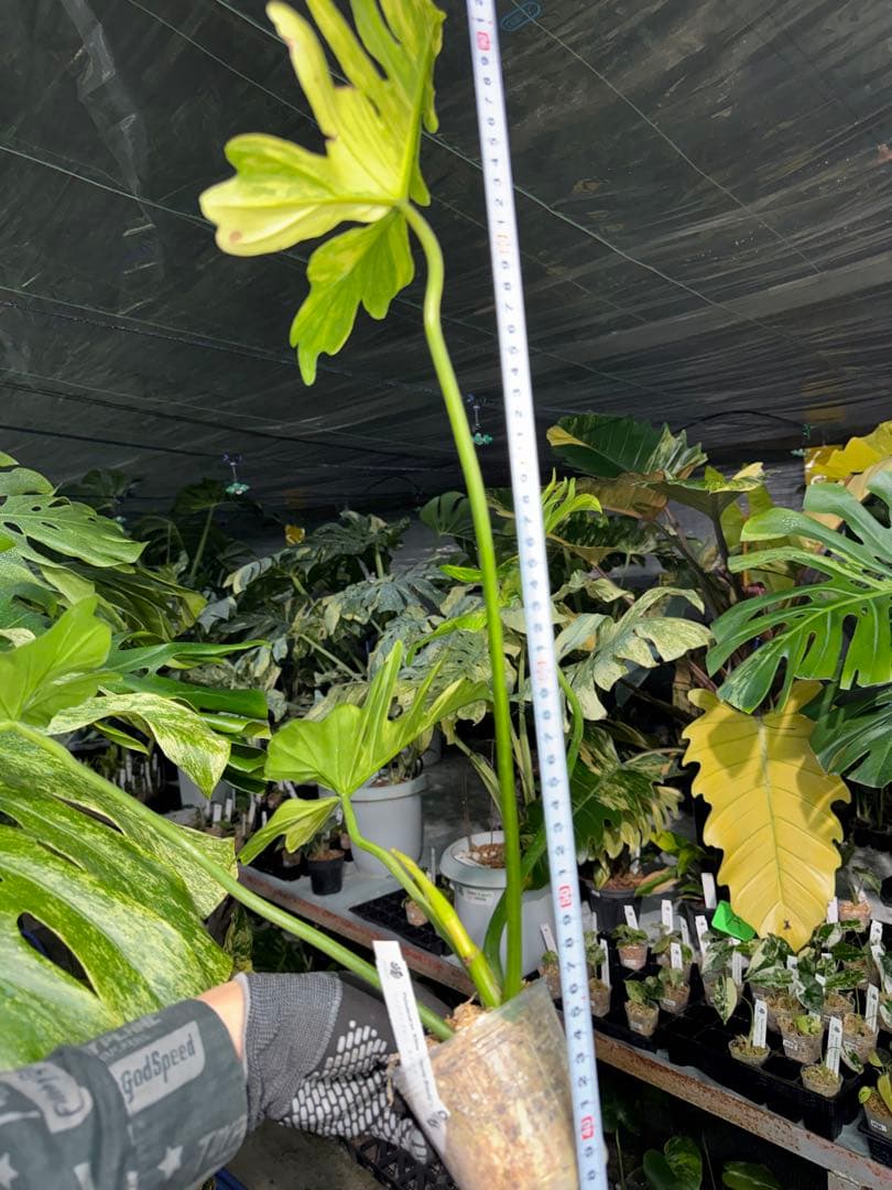 KN10 フィロデンドロン　キティナ　健康カット苗