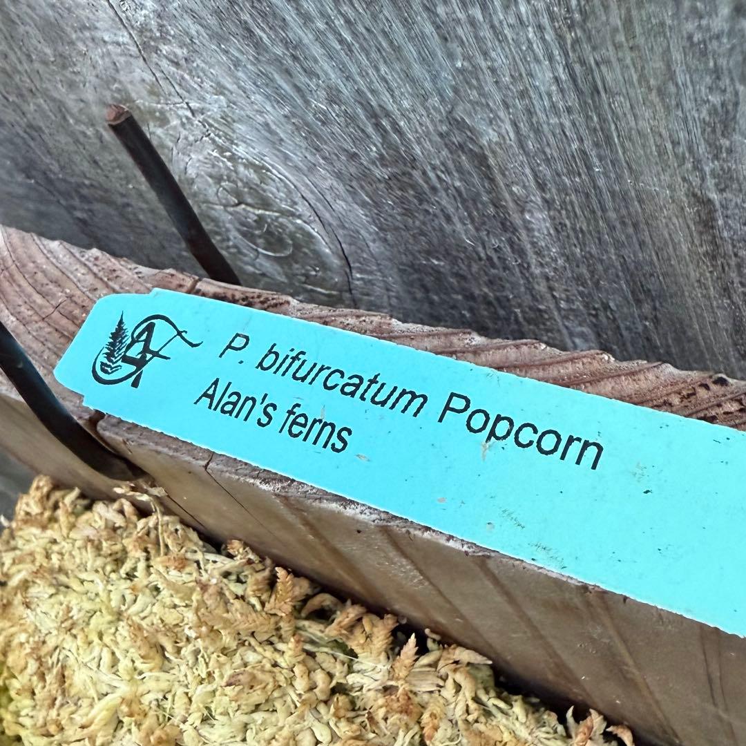ビカクシダ P.bifurcatum Popcorn (pup)