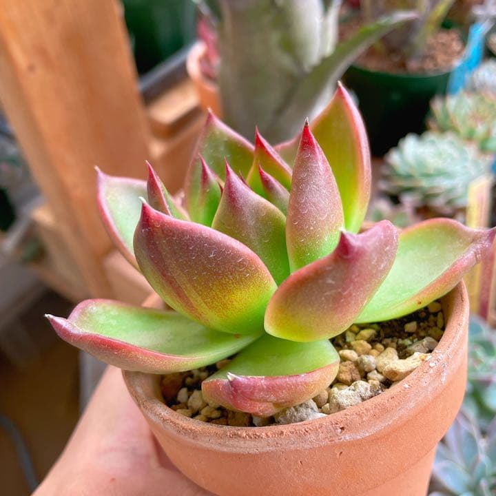 チェアマン　韓国苗