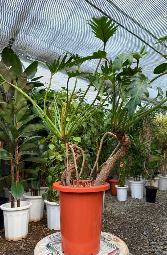 【特大極上苗】フィロデンドロン クッカバラ 幹上がり 根上り 曲がり