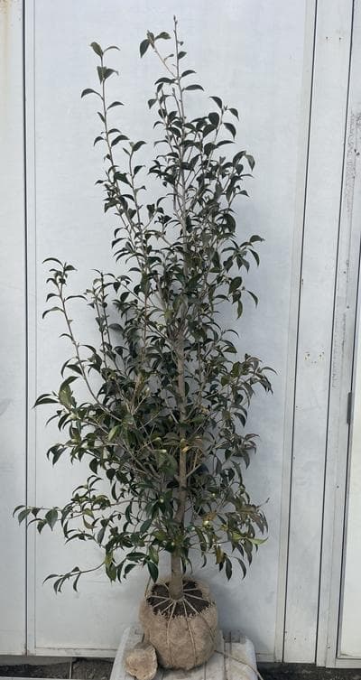 《現品》ツバキ　白芯卜伴（ハクシンボクハン）樹高1.7ｍ（根鉢含まず）13【苗木