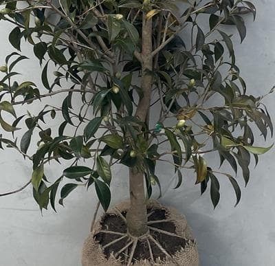 《現品》ツバキ　白芯卜伴（ハクシンボクハン）樹高1.7ｍ（根鉢含まず）13【苗木