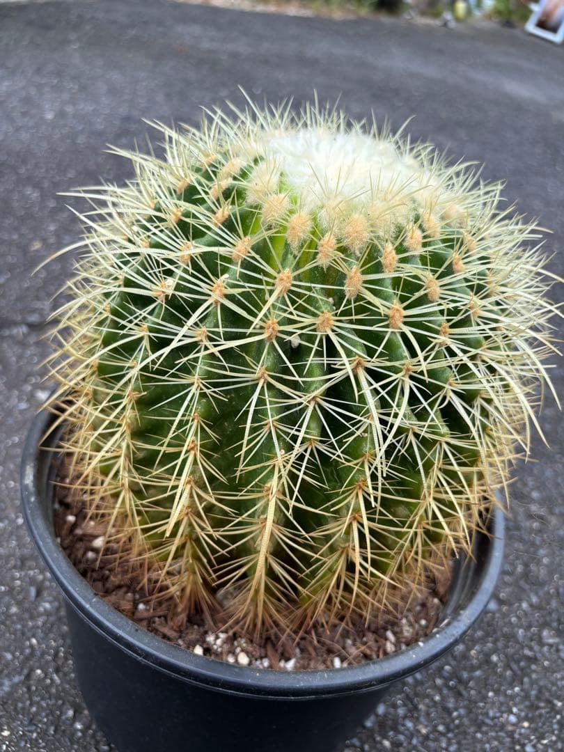 エキノカクタス　グルソニー　キンシャチ　金鯱