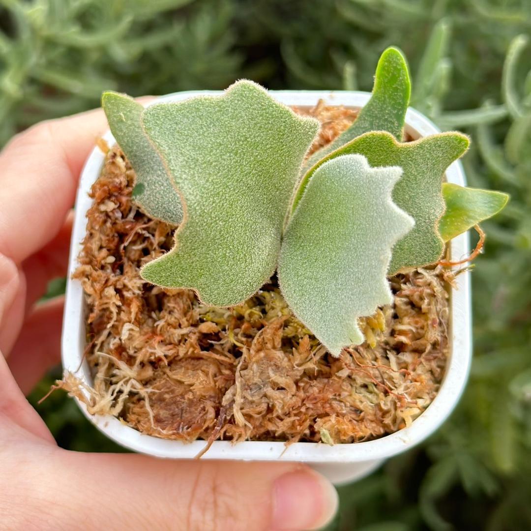 ビカクシダ P. willinckii Elves x P. OMG sporeling