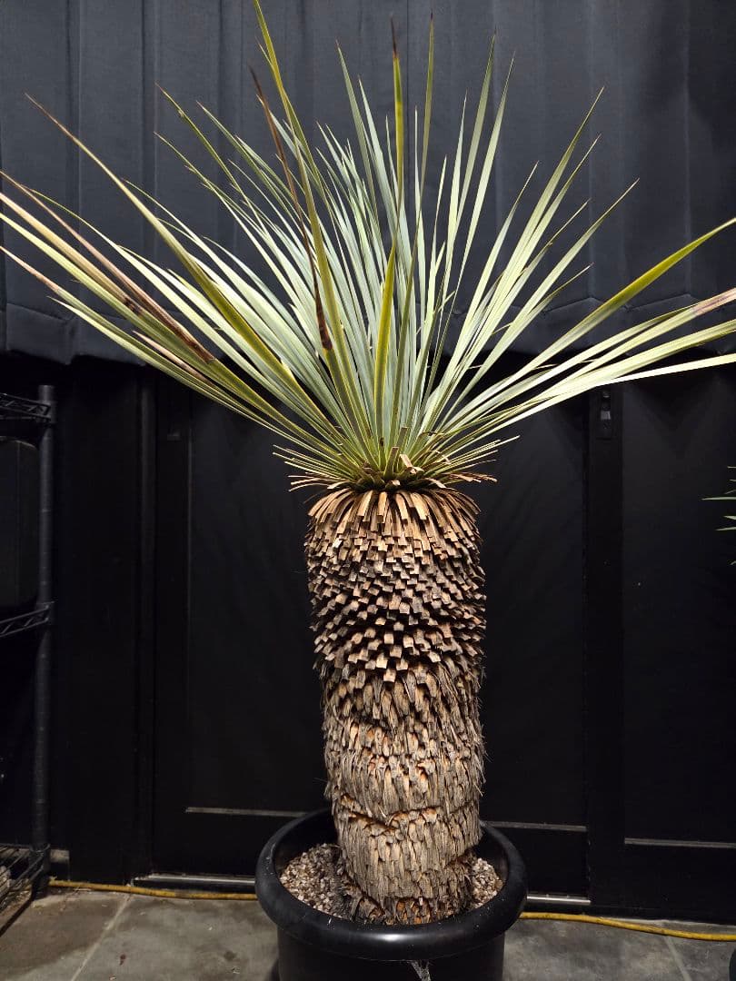 専用出品 特割 ユッカロストラータ 太株 (き)