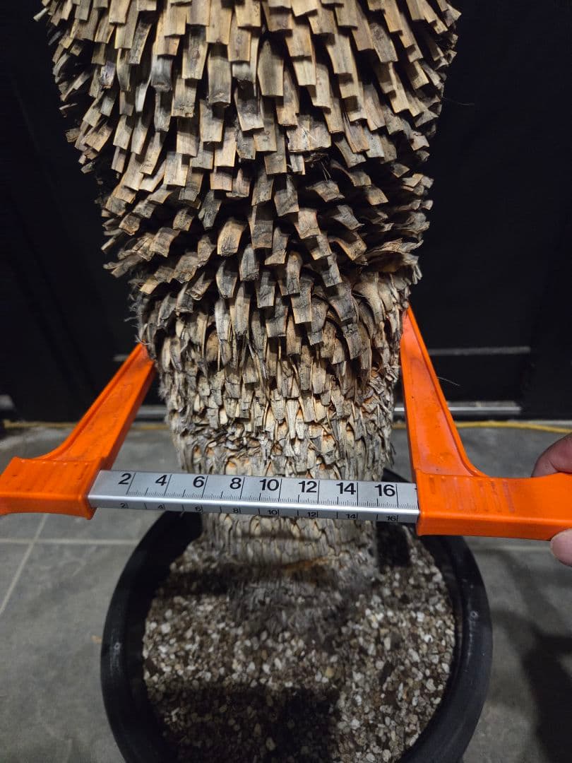 専用出品 特割 ユッカロストラータ 太株 (き)