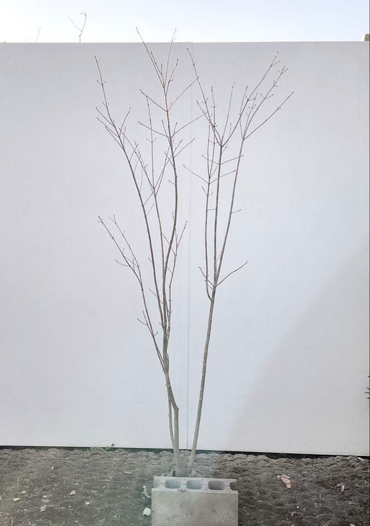 アオダモ　着払い品/ 32