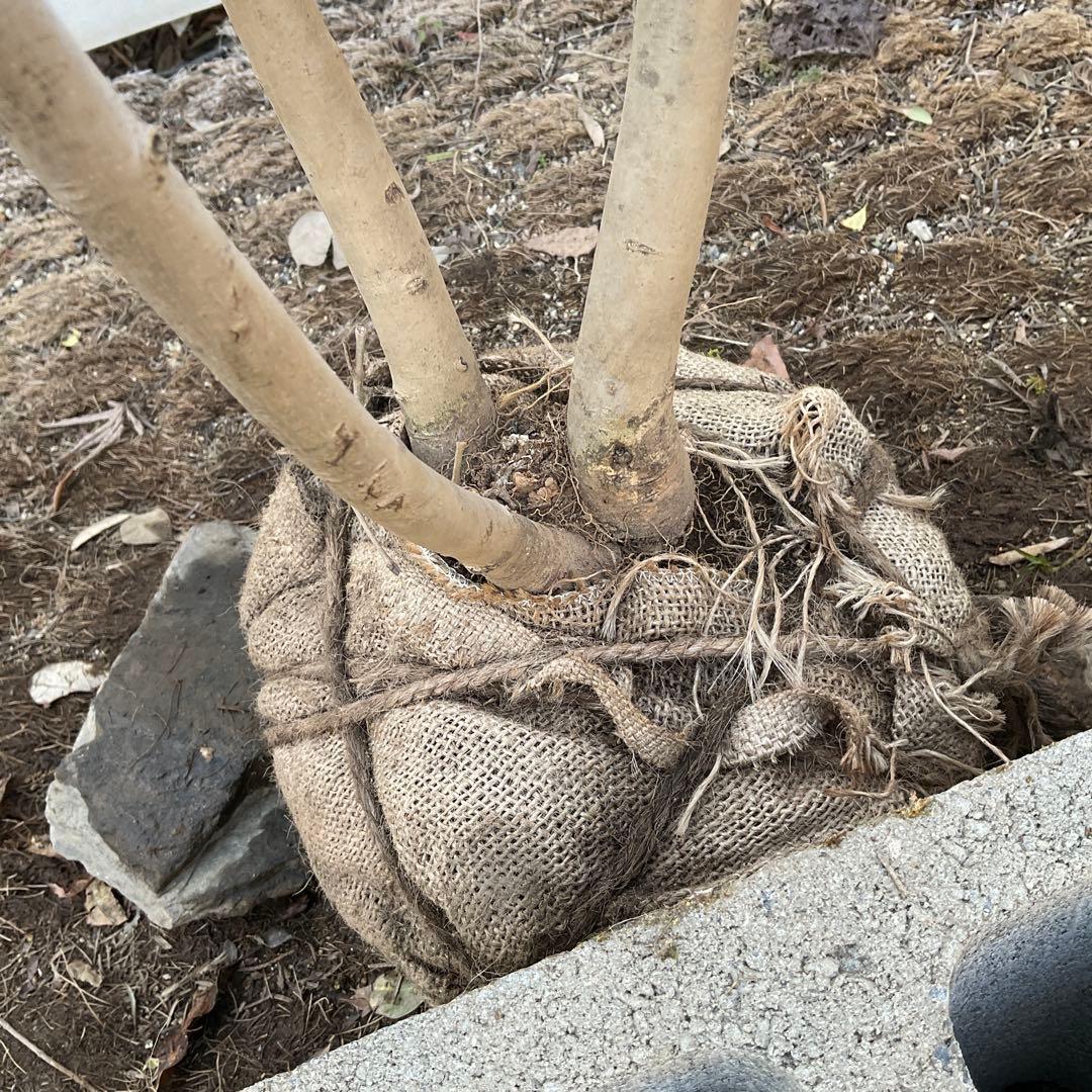 アオダモ　着払い品/ 32