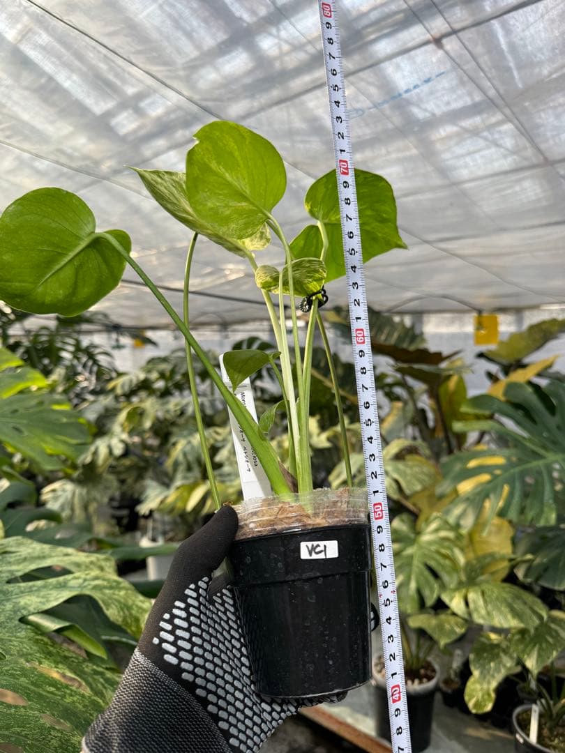 VC1 モンステラ・デリシオーサ ベトシオーサ 2成長点株