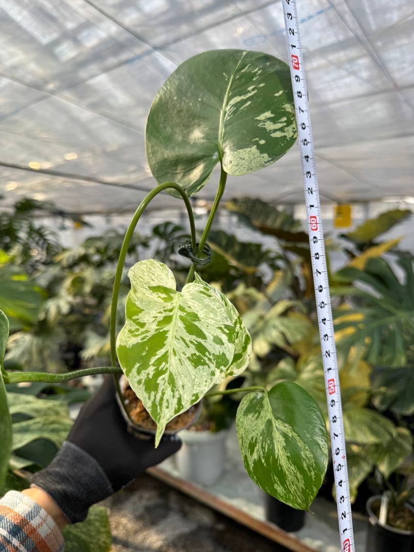 VC1 モンステラ・デリシオーサ ベトシオーサ 2成長点株