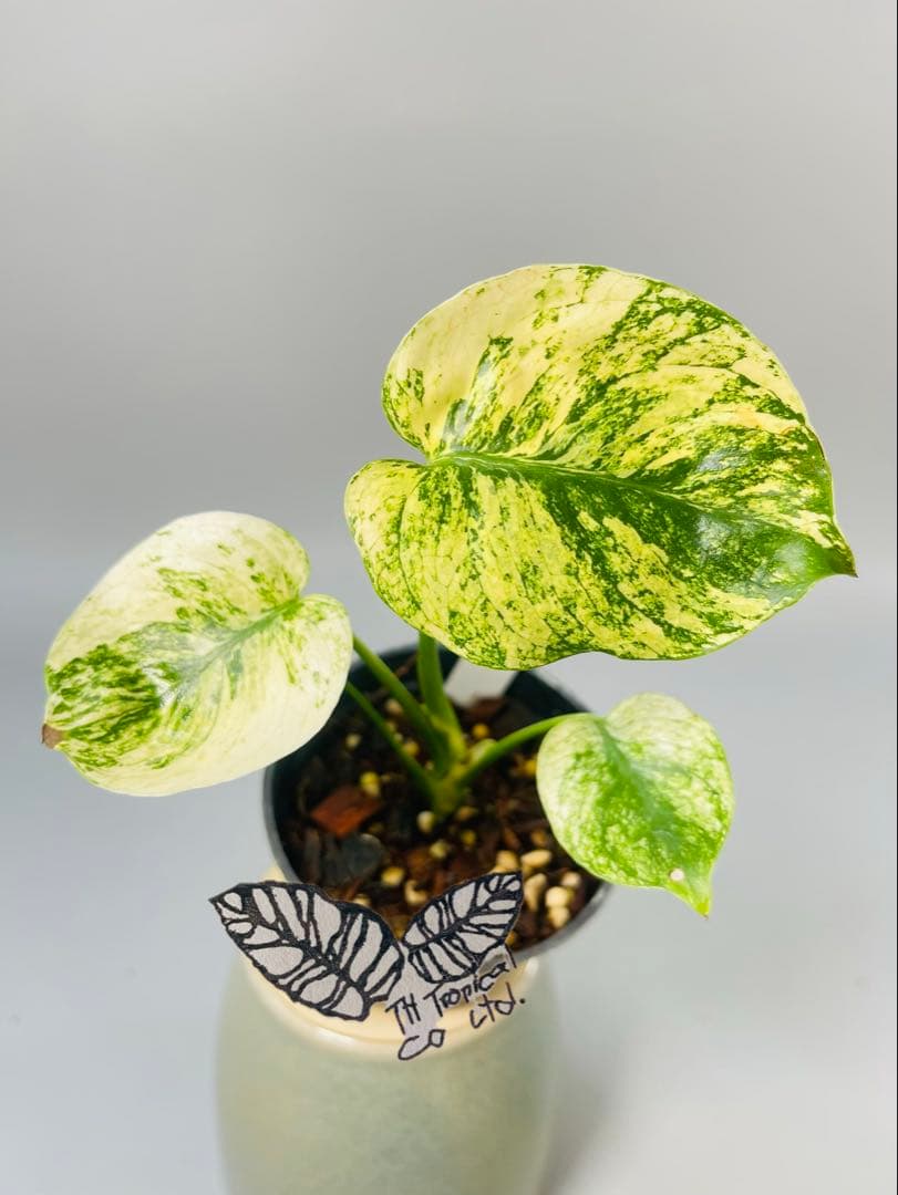 モンステラ　ミント　サイアム 斑入り　Deliciosa Mint Siam ③