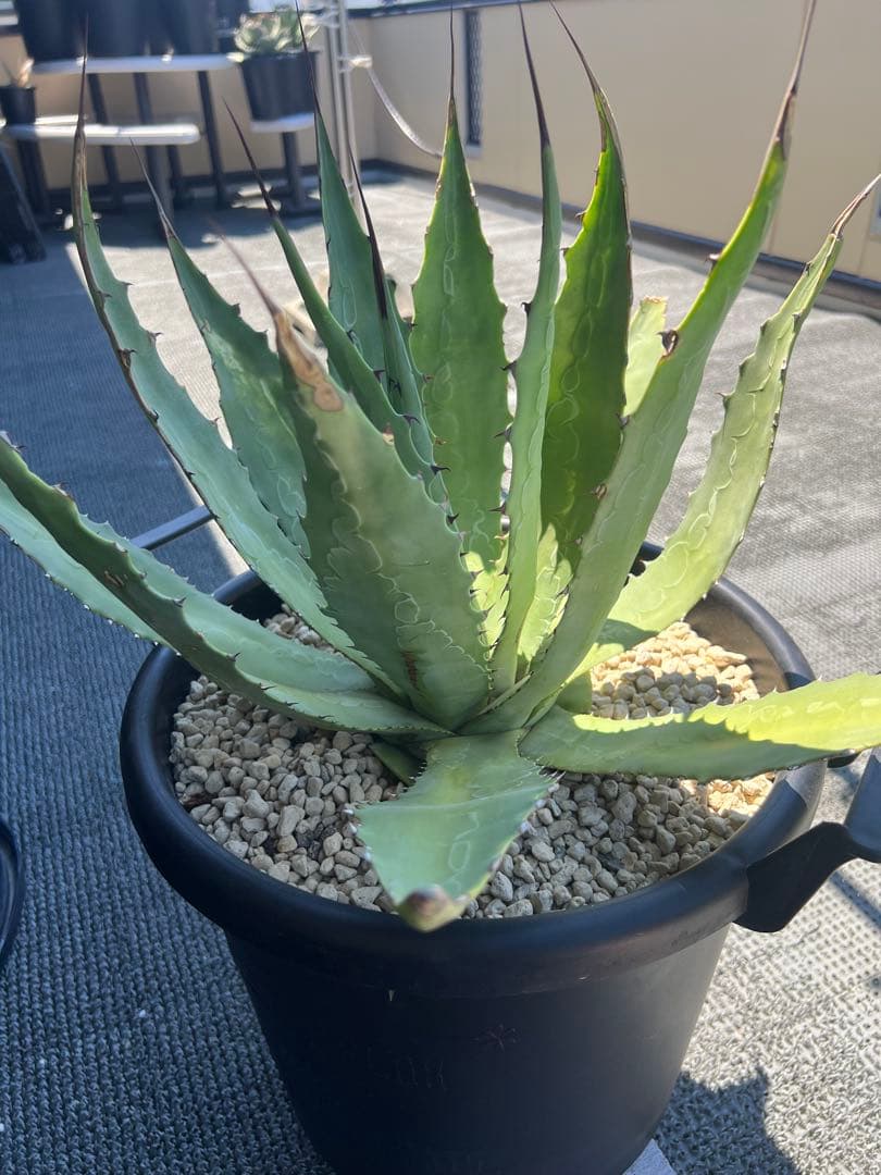 アガベ　大株　長葉ワコマヒー　強刺　耐寒性有！