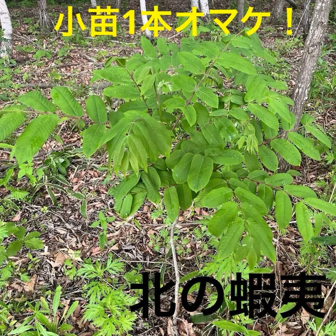 北の蝦夷　鬼胡桃　1メートル30 大小セット