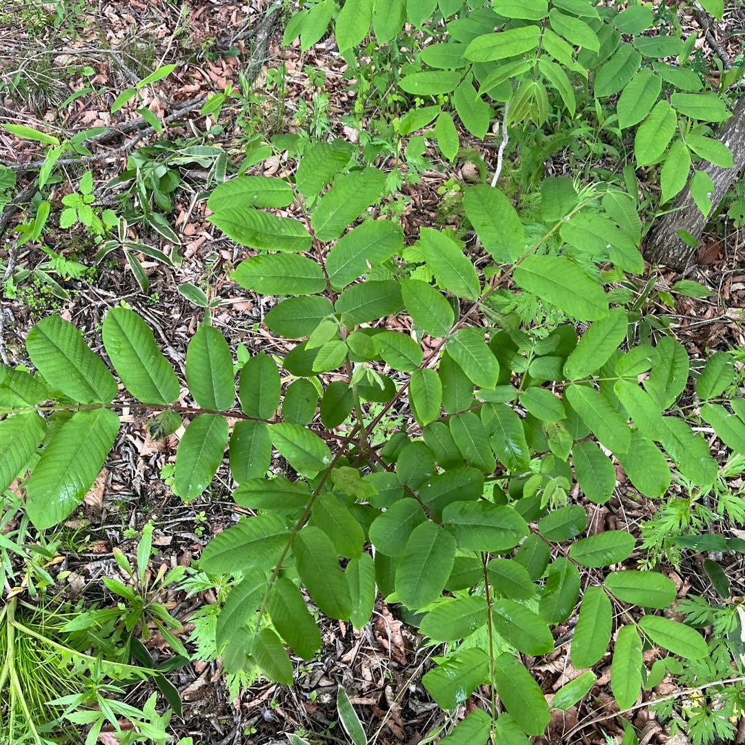 北の蝦夷　鬼胡桃　1メートル30 大小セット