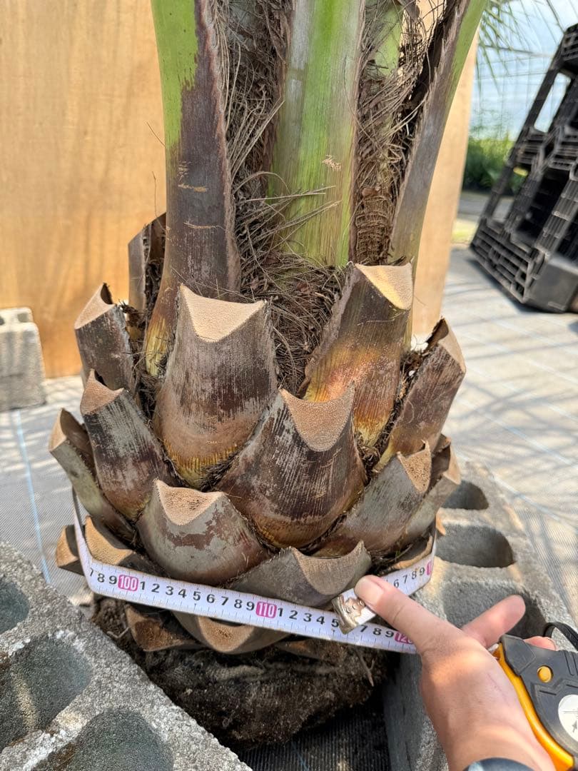 ココスヤシシルバーリーフ【極太】葉先 200cm幹回り115cm 幹高40cm